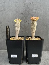 Euphorbia Ankarensis