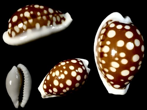 Cribrarula exmouthensis