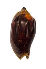 Conchiglia Shell CYMBIOLA