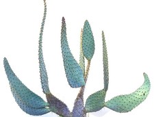 Opuntia engelmannii var