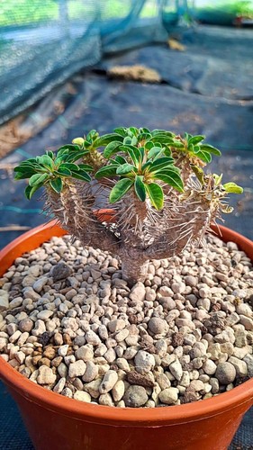 Euphorbia guillauminiana