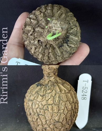 1pz piante succulente - 1pz,