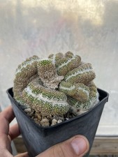 Notocactus scopa crestato F