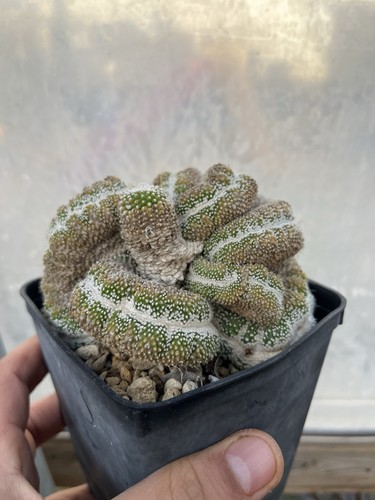 Notocactus scopa crestato - , f