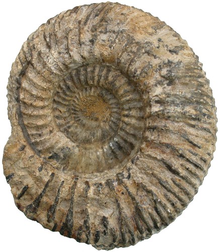 Dogger parkinsonia - dogger,