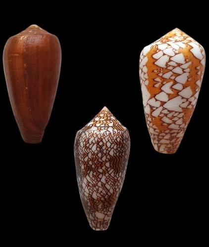 Shells set conus vezoi - of,