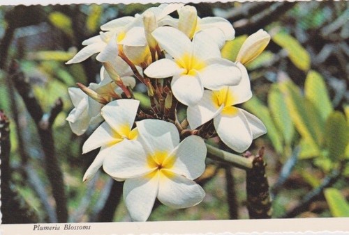 Fiori plumeria - fiori,