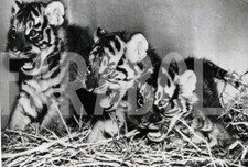 Foto vintage Stati Uniti, Washington DC, cuccioli di tigre del Bengala, 1948