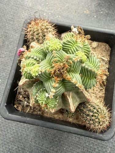 Aztekium cactus pianta