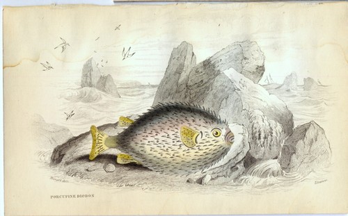 Pesce istrice jardine - pesce, istrice,