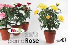 PIANTA ROSA ROSE 40 cm