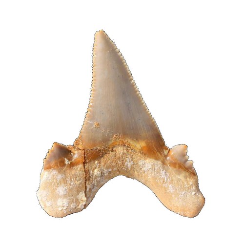 Dente squalo fossile - squalo, otodus