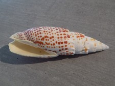 Coquillage :  NEW MITRIDAE