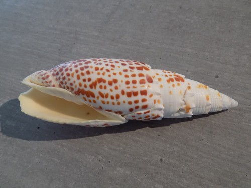 Coquillage new mitridae - ,