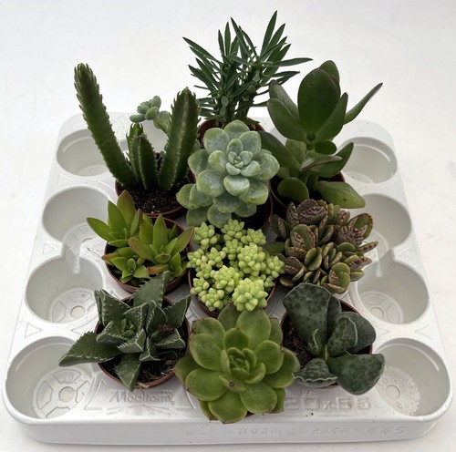 Set piante grasse mix in - 10,