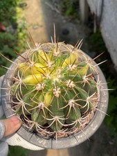 Melocactus Cactus Succulento