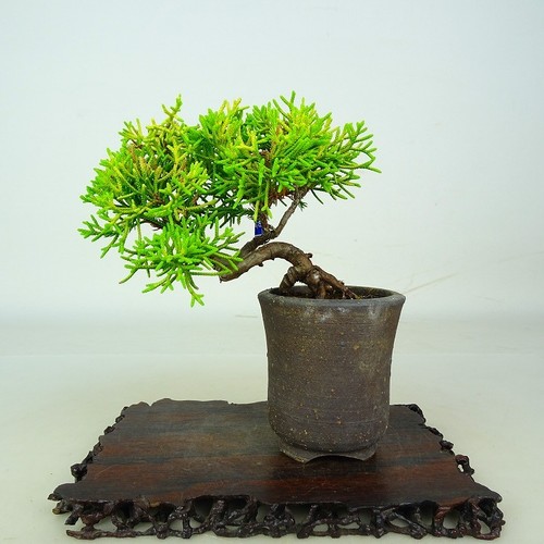 Vaso bonsai juniperus - vaso,