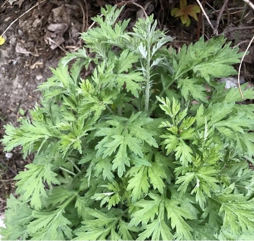 Semi artemisia giapponese - semi,