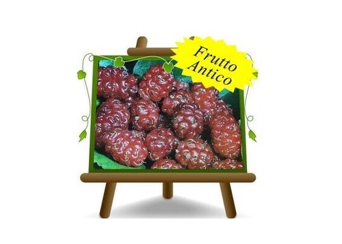 Gelso rosso pianta frutto - rosso,