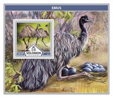 EMUS Emu Flightless Birds/Bird