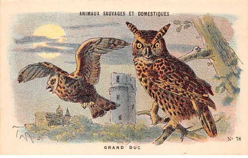 Chromos cor12123 animali - -,