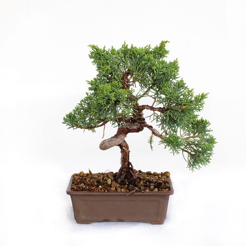 Bonsai juniperus chinensis - juniperus,