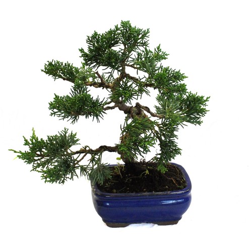 Bonsai ginepro con vaso - di,