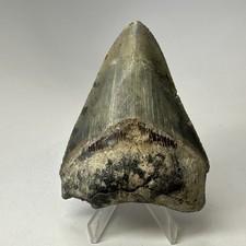 Dente squalo megalodonte - di,