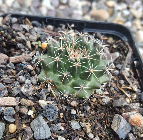 Mammillaria meiacantha