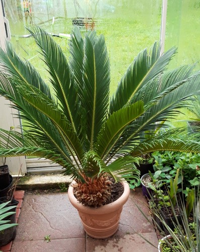 Cycas revoluta felce di - x,