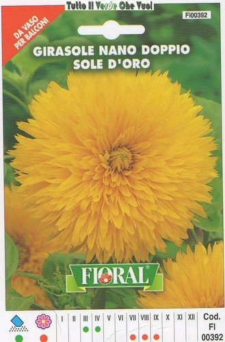 Girasole nano doppio sole - girasole,