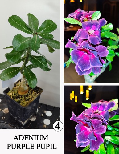 Adenium pupilla viola rosa - n4,