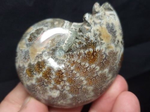 Ammonite phylloceras fossile - phylloceras,