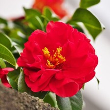 Camelia Japonica Rossa