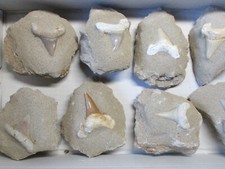 +++ 1 pezzo: dente di squalo