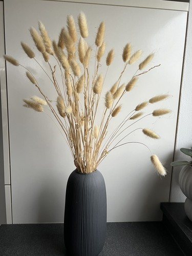 Cooee design erba secca - design,