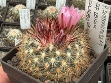 Pediocactus simponii ssp