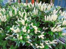 Prunus laurocerasus caucasica