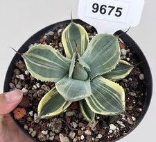 Vaso 14 cm pianta rara agave