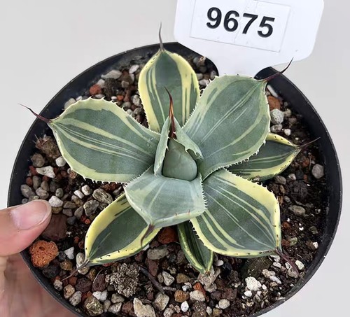 Pot 14cm rare cacti agave - 14cm,