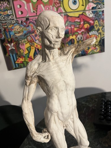 Statua ecorché - statua,
