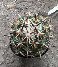 Rara Coryphantha tripugionacantha 6 cm crescita semina casuale