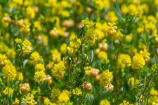 3000 semi trifoglio giallo