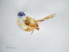 Carolina Wren, uccellini