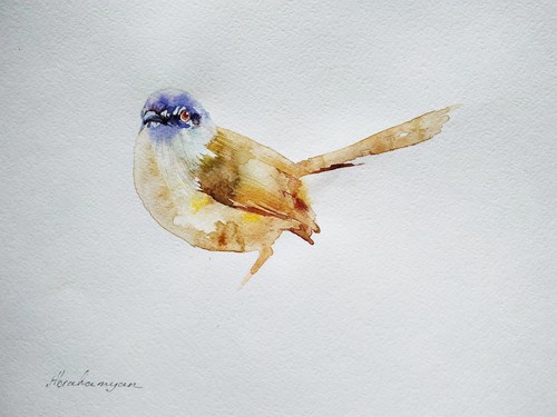 Carolina wren uccellini - carolina,