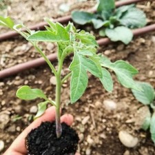 30 Piante di Pomodoro Siccagno