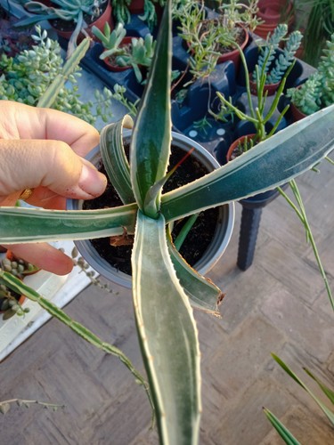 Agave ingens albo marginata - ingens,