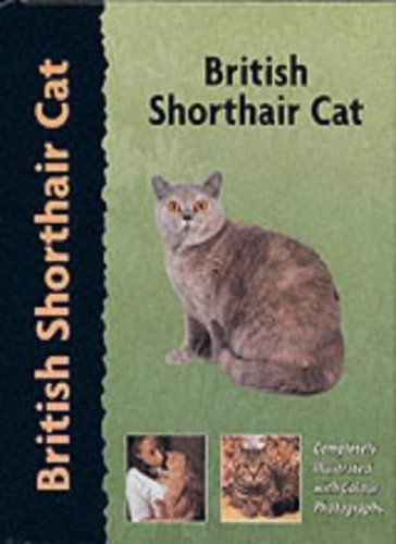 British shorthair cat pet - british, (pet