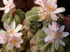 Aztekium ritteri mixture 30
