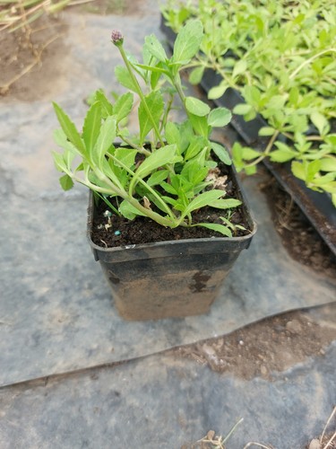 Pianta lippia nodiflora - pianta,